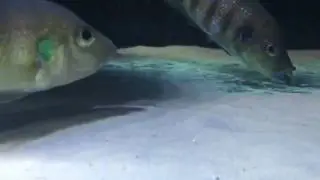 Greenwoodochromis christyi Chituta