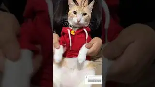 No se olviden de calificar mi baile #viral #gatos #michi #cat #michis #shorts #parati #cats #pets