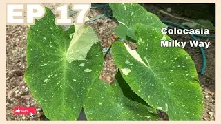 Colocasia Milky Way | JPlan Garden