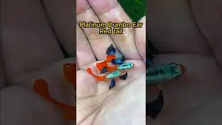 Guppy Channel -  Best Guppy Fish Strain For Beginners #guppy #guppychannel #guppyfish