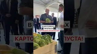 In Belarus, not only potatoes have disappeared, but also cabbage!