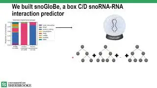 Predicting box C/D snoRNA... - Gabrielle Deschamps-Francoeur - iRNA - Poster - ISMB/ECCB 2021