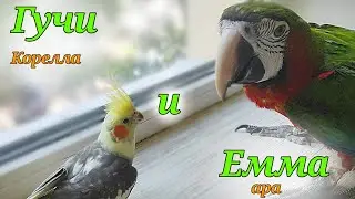 Ара и Корелла кушают черешни вместе!Гучи и Емма кушают черешни вместе ! Ара и Корелла