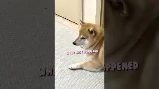 What's Inside Shiba's Head🤔 #goldenretriever #shibainu #shorts #funnydogs #cutedog #shibainu