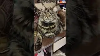 Мейкунчик🐈🐈🐈