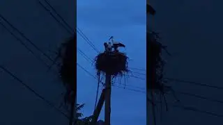 Dinner of nesting 