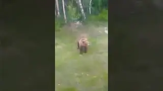 Медведь на дороге