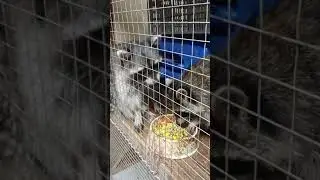 Еноты едят кукурузу