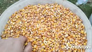 Лущілка для кукурудзи. Лущілка для кукурудзи своїми руками.