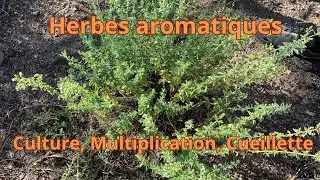 Herbes aromatiques: culture, multiplication et cueillette