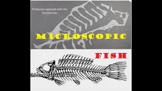 CRAZY discovery with microscopes PART II