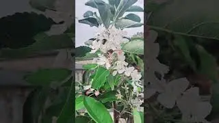 hunting honey