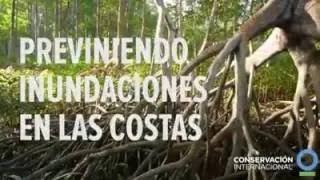 JUNIO 26: DÍA INTERNACIONAL DE LA DEFENSA DEL MANGLAR