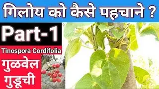 Giloy ko kaise pehachane | Tinospora cordifolia Identification | गुडूची की पहचान | Part-1
