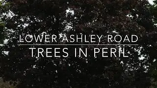 Bristol trees get chopped 1920 x 1080