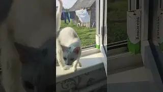 Доброе Утро с Котятами #котята #kittten