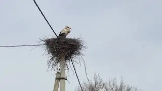На трассе "Калуга-Козельск" уже много лет живет аист