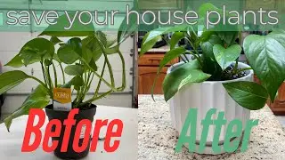Do your houseplants keep DYING?