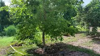 Breadnut Tree 