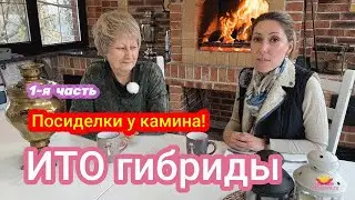 Посиделки у камина. Поговорим об ИТО-гибридах. Часть 1 / Сад Ворошиловой