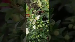 Цветение мирта 🌿🌿🌿в открытом грунте 😍 #мирт #восадуливогороде #дача