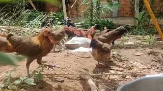 red junglefowl farm Indonesia