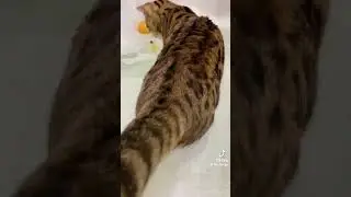 Как искупать кота?  #tiktok #коты #смех #смех #смешныеживотные #смешныеживотные #тренды