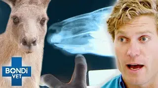 Fatal Lumpy Jaw Disease Could Kill This Kangaroo 😱 Bondi Vet Clips | Bondi Vet