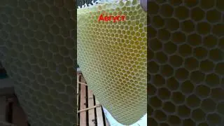 🏵🌼🌻Медовые языки в конце сезона.
