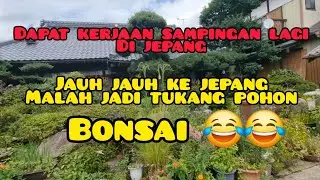 Kerja sampingan di jepang, motongin dan bersihin pohon bonsai gede 
