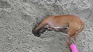 kenji, massive attack (staffordshire bull terrier).  song unfinished sympathy