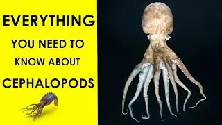 Mysteries of Cephalopods: A Beginner's Guide!