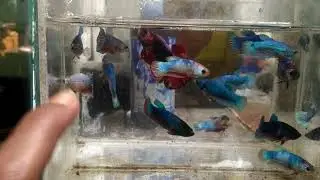 Betta fish baby / female cupang 2 bulan