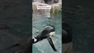 Penguin  Escape  😊.           #shorts 