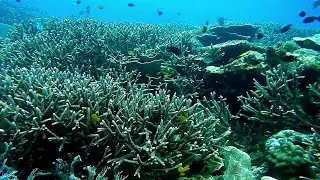 Подводная прогулка/ Звуки для сна, отдыха, работы/Relax./水下步行 / 睡眠、休息、工作的聲音