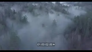 Dense Misty Forest Stock Footage-DPdrones-Dyrland Productions