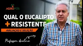 SELEÇÃO DE EUCALIPTO RESISTENTE A DOENÇAS