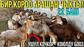 АРАШАН КОЙЛОР АРЗАН ЧЫКТЫ 🤯 #байтв