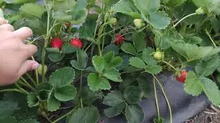 Обманули при покупке рассады клубники. Вместо нсд, продали ксд.