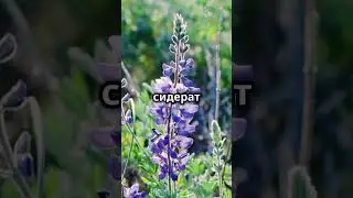 Самый лучшие сидераты #дача #огород #сидераты