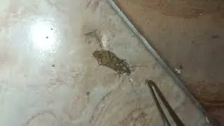 ликвидация таракана