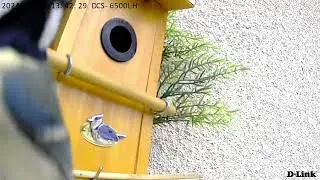 @Die Nistkaste zeigte großes Interesse und würde heute oft besucht 🐦🐦‍⬛🏡#birds #trending #motivation