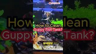 Guppy Fish Care - How to Clean Guppy Fish Tank for Beginners? #fishtank #aquarium  #guppyfish