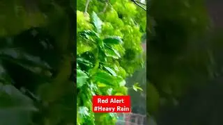 #redalert #heavyrain #livebreaking, #viral #shorts #monsoon, #Rain