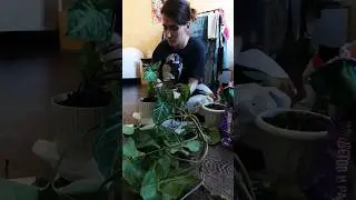 Самое неприхотливое растение!  #растения #лайфстайл #lifestyle #plants