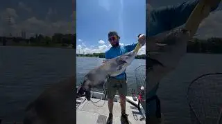 Big fish in the summer heat! #shorts