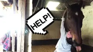 LEAVING YOUR HORSE