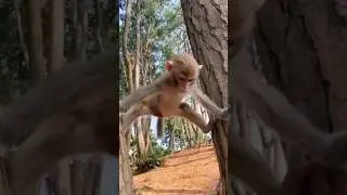 monkey game II gymnast II gymnastics