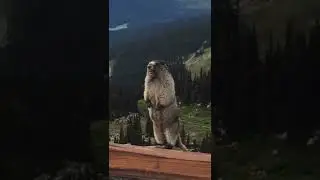 Marmot Screaming - Marmotta che urla - NO EDITING - ORIGINAL
