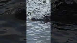 Gator Time (2)